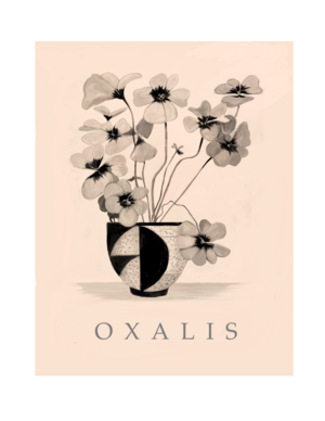 My Oxalis