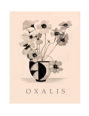 My Oxalis photo 1